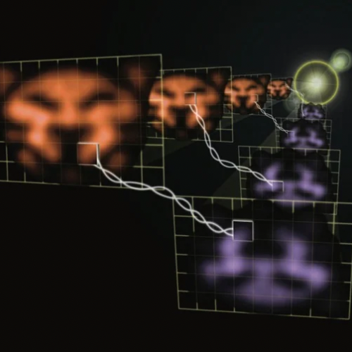 Quantum Cat